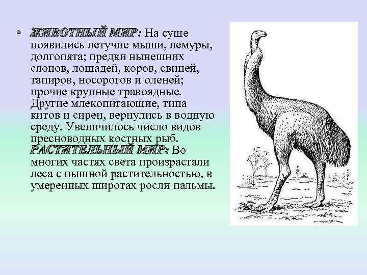  • ЖИВОТНЫЙ МИР: На суше  ЖИВОТНЫЙ МИР  появились летучие мыши, лемуры,