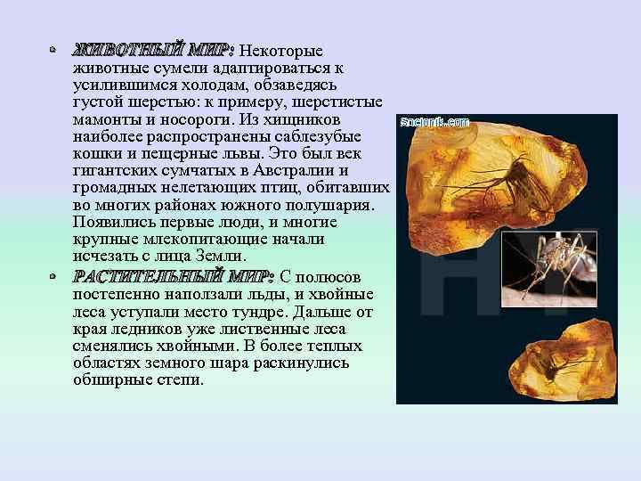  • ЖИВОТНЫЙ МИР: Некоторые  животные сумели адаптироваться к  усилившимся холодам, обзаведясь