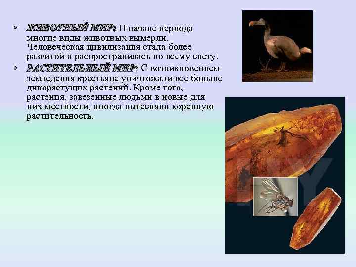  • ЖИВОТНЫЙ МИР: В начале периода  ЖИВОТНЫЙ МИР: многие виды животных вымерли.