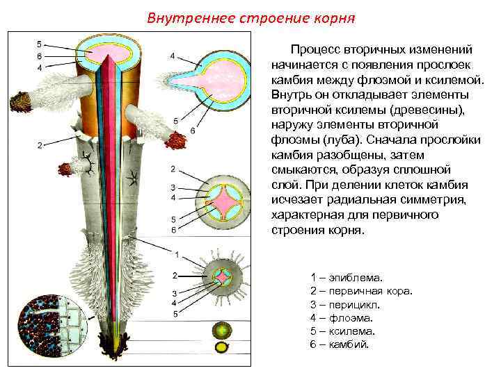 Рисунок внутреннего строения корня