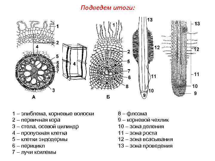 Рассмотрите рисунок объясните какое значение имеют корневые волоски в жизни растений какова роль