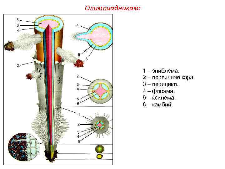 Олимпиадникам:    1 – эпиблема.    2 – первичная кора.