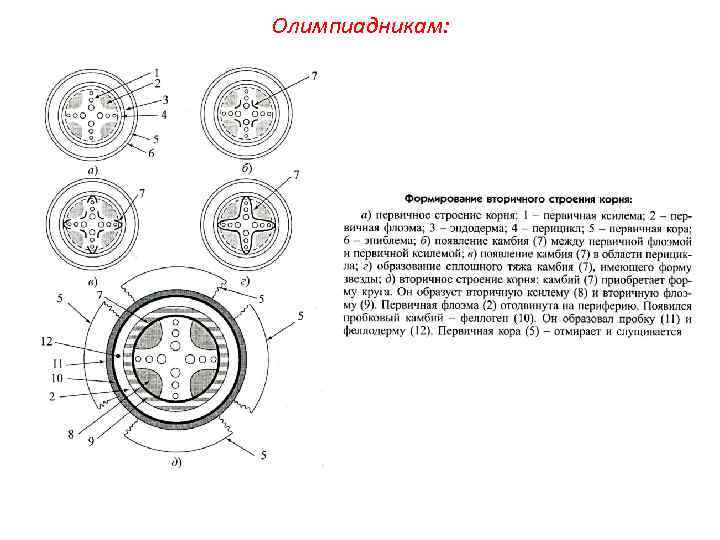 Олимпиадникам: 