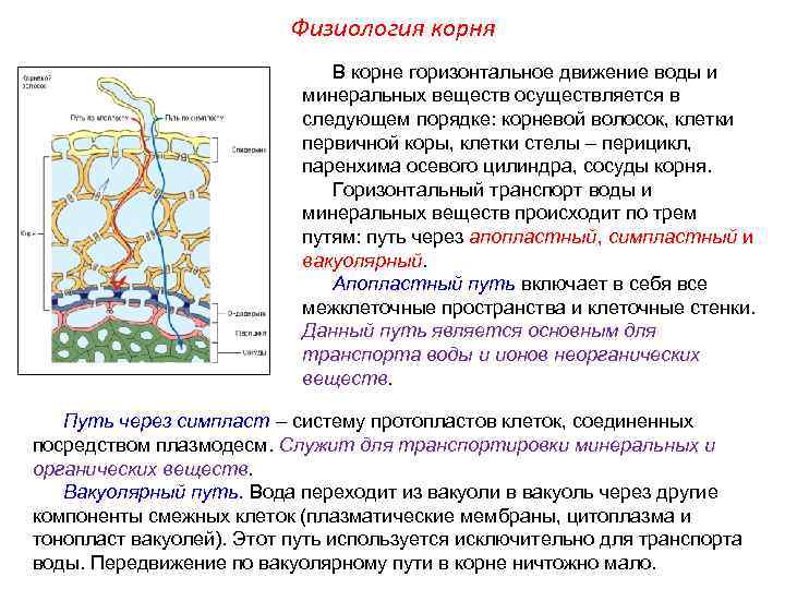 Из какого гистогена развиваются клетки перицикла