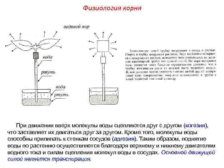 Анатомия и морфология растений