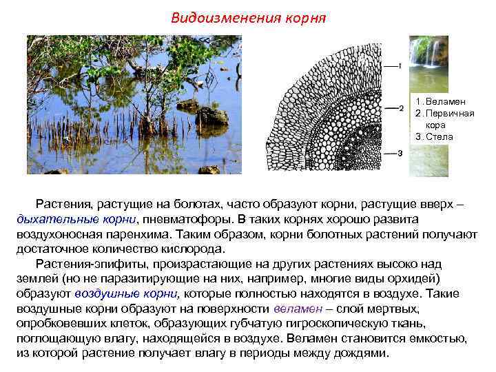     Видоизменения корня      1. Веламен 