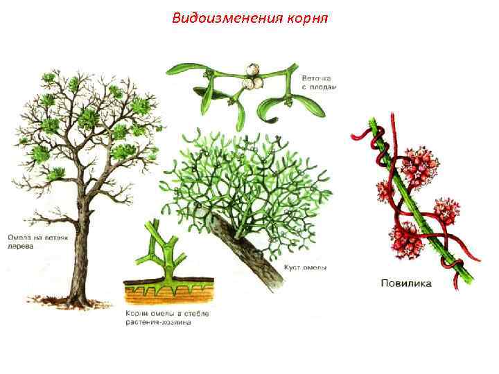 Видоизменения корня 