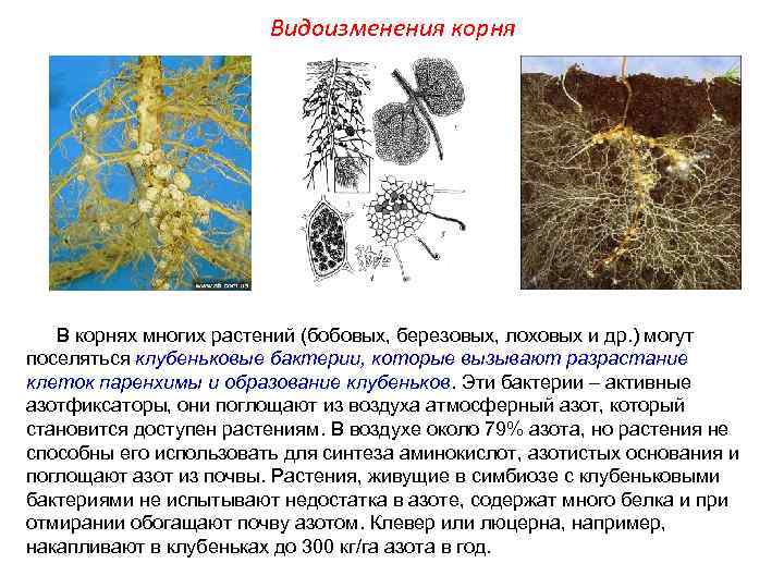 Видоизменения бобовых. Люцерна и клубеньковые бактерии. Клубеньковые бактерии на корнях бобовых растений. Азотфиксирующие бактерии и растения семейства бобовых. Корни многих представителей семейства.