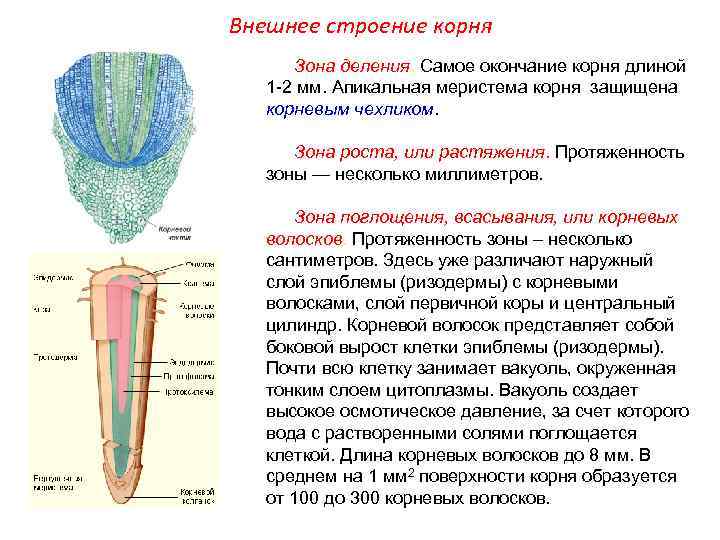 Анатомия и морфология растений