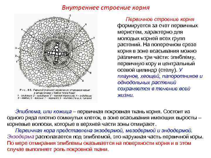 Срез корня в зоне всасывания