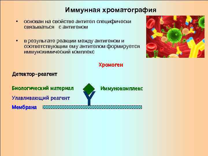     Иммунная хроматография  •  основан на свойстве антител специфически
