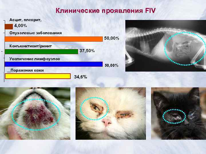      Клинические проявления FIV Асцит, плеврит,  4, 00% Опухолевые