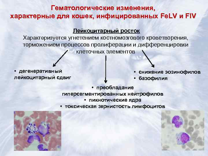    Гематологические изменения, характерные для кошек, инфицированных Fe. LV и FIV 