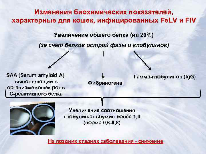   Изменения биохимических показателей,  характерные для кошек, инфицированных Fe. LV и FIV