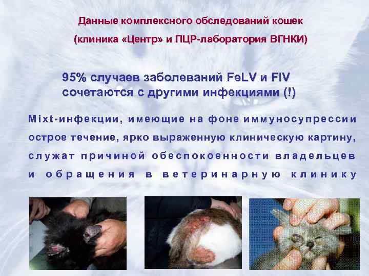   Данные комплексного обследований кошек  (клиника «Центр» и ПЦР-лаборатория ВГНКИ)  95%