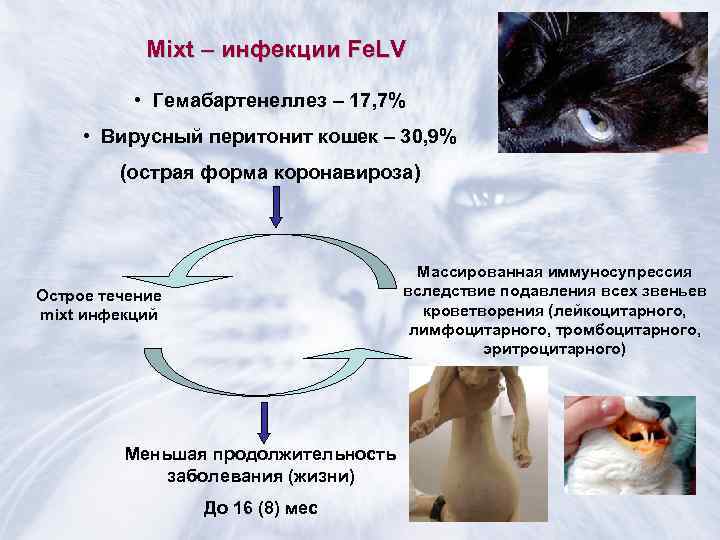   Mixt – инфекции Fe. LV   • Гемабартенеллез – 17, 7%