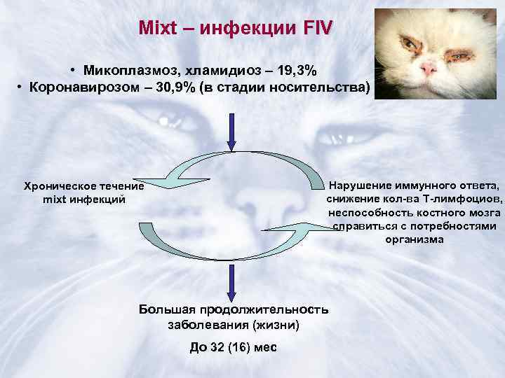    Mixt – инфекции FIV   • Микоплазмоз, хламидиоз – 19,