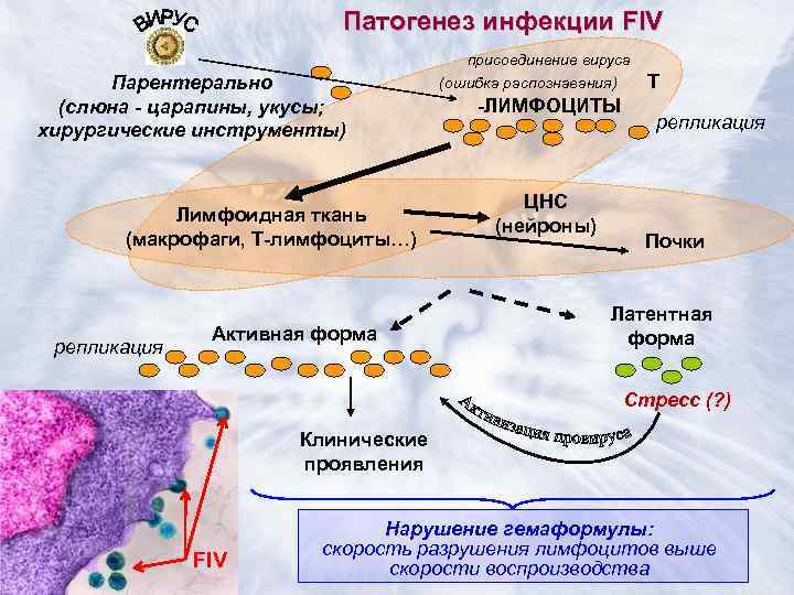      Патогенез инфекции FIV    присоединение вируса 