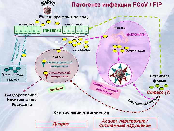      Патогенез инфекции FCo. V / FIP   
