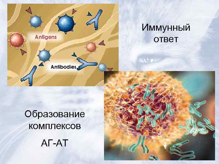    Иммунный   ответ Образование комплексов  АГ-АТ 