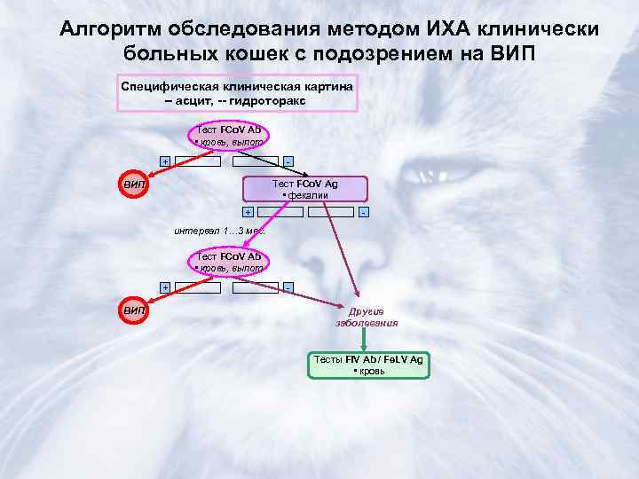 Алгоритм обследования методом ИХА клинически больных кошек с подозрением на ВИП Специфическая клиническая картина