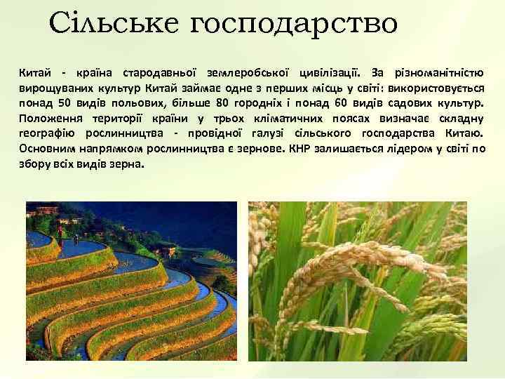   Сільське господарство Китай - країна стародавньої землеробської цивілізації. За різноманітністю вирощуваних культур