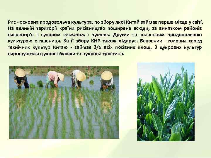 Рис - основна продовольча культура, по збору якої Китай займає перше місце у світі.