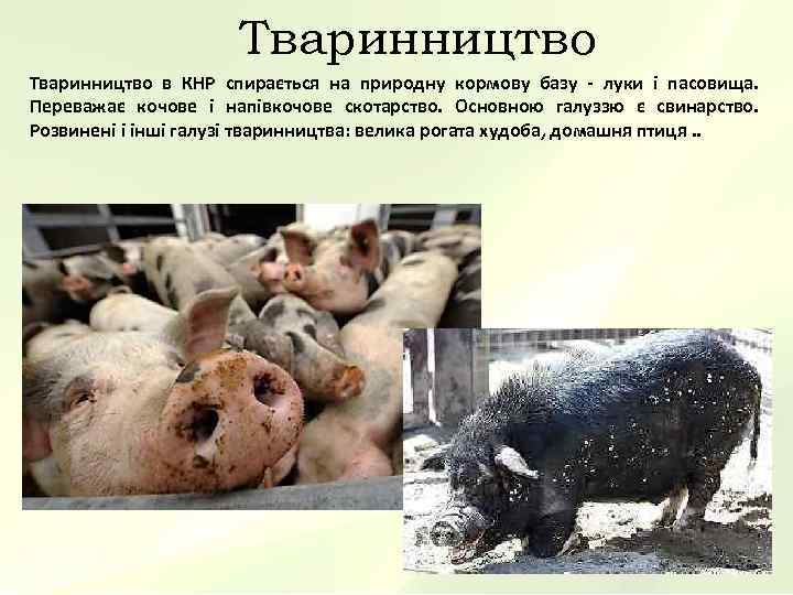      Тваринництво в КНР спирається на природну кормову базу -