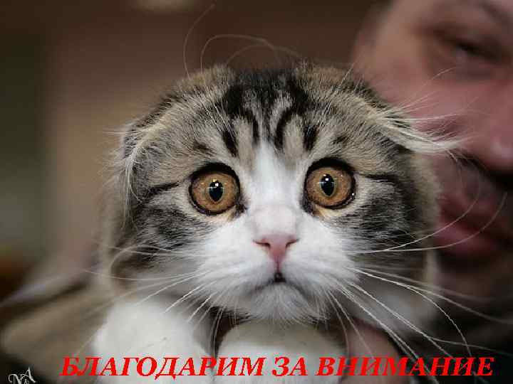 БЛАГОДАРИМ ЗА ВНИМАНИЕ 