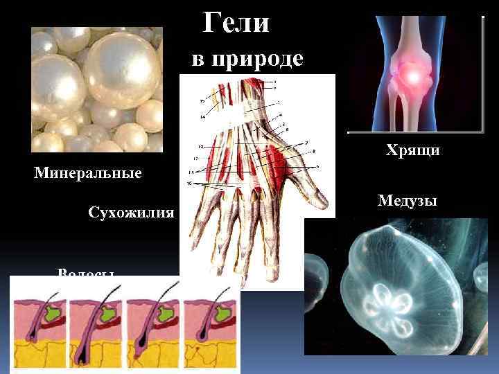    Гели   в природе      Хрящи