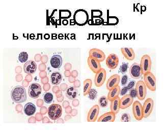 Кр КРОВЬ Кров овь ь человека лягушки Кр КРОВЬ Кров овь ь человека лягушки