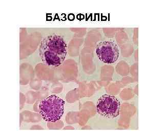 БАЗОФИЛЫ БАЗОФИЛЫ
