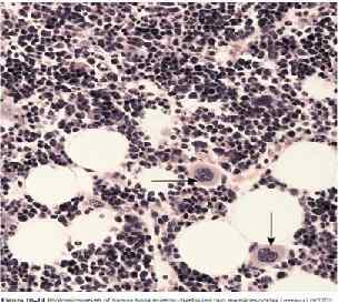 Эритроцит. Плазмолемма и цитоскелет Эритроцит. Плазмолемма и цитоскелет