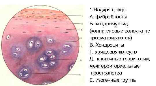 1. Надхрящница. А. фибробласты Б. хондромукоид (коллагеновые волокна не просматриваются) В. Хондроциты Г. хрящевая