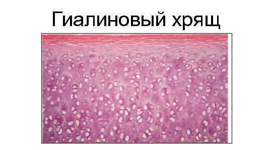 Гиалиновый хрящ 