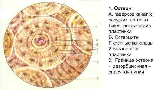1. Остеон: А. гаверсов канал с сосудом остеона Б. концентрические пластинки В. Остеоциты Г.