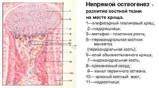 Непрямой остеогенез   - развитие костной ткани на месте хряща. 1—эпифизарный гиалиновый хрящ;