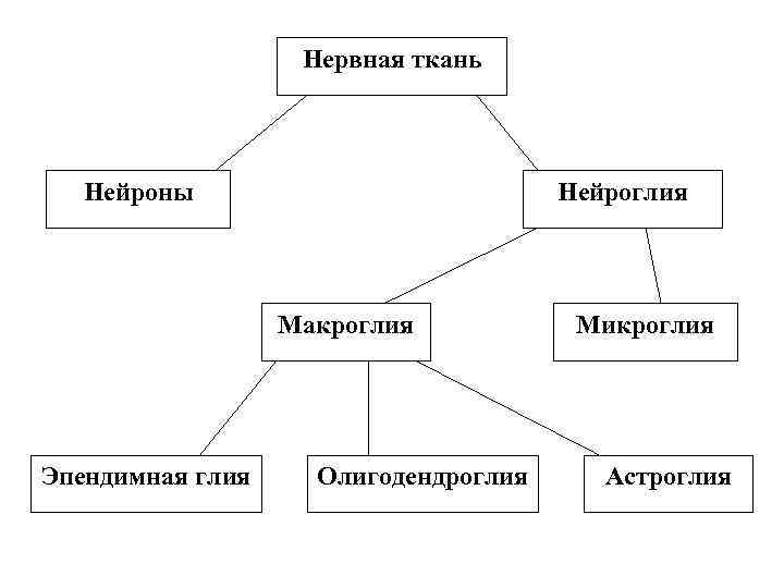     Нервная ткань  Нейроны      Нейроглия
