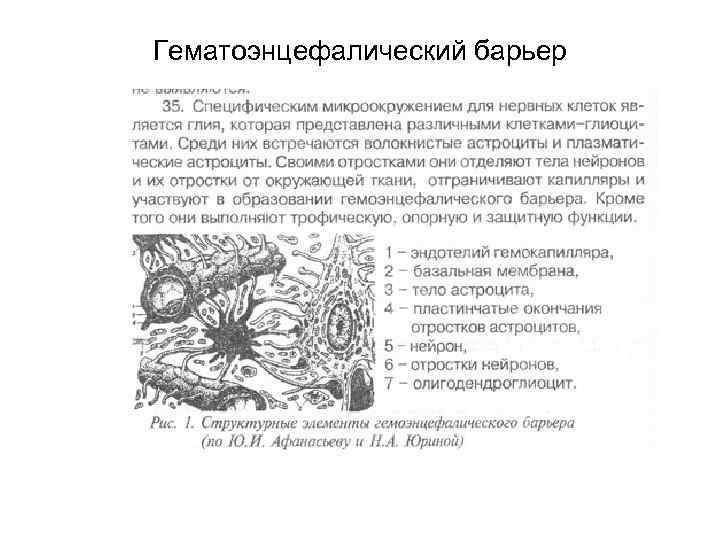 Гематоэнцефалический барьер 