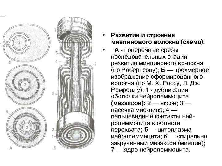  • Развитие и строение  миелинового волокна (схема).  •  А 