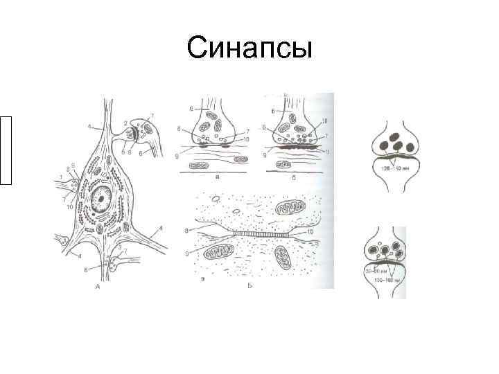 Синапсы 