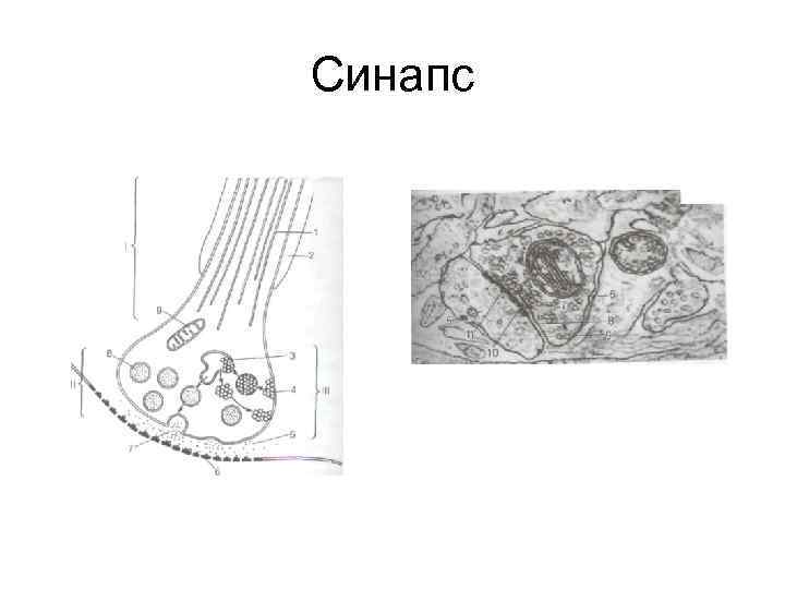 Синапс 