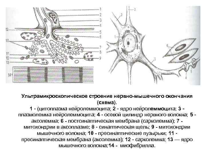 Строение нервной ткани рисунок