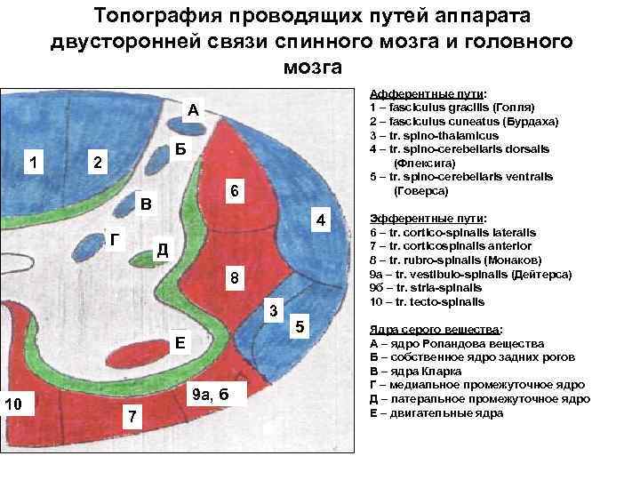   Топография проводящих путей аппарата   двусторонней связи спинного мозга и головного