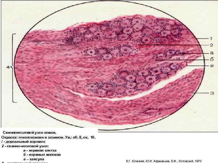  Спинномозговой узел кошки. Окраска: гематоксилин и эозином. Ув. : об. 8, ок. 10.