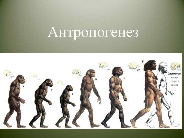 Антропогенез 