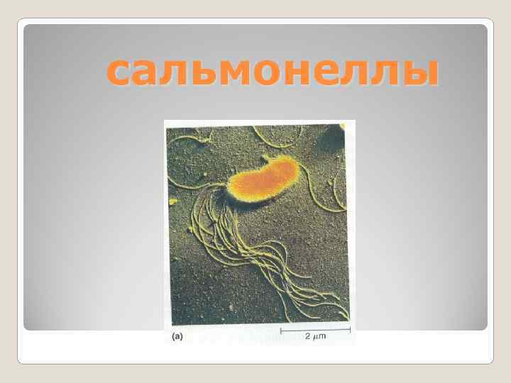 сальмонеллы 