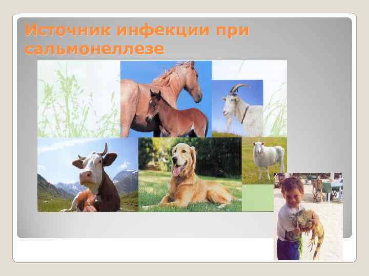 Источник инфекции при сальмонеллезе 