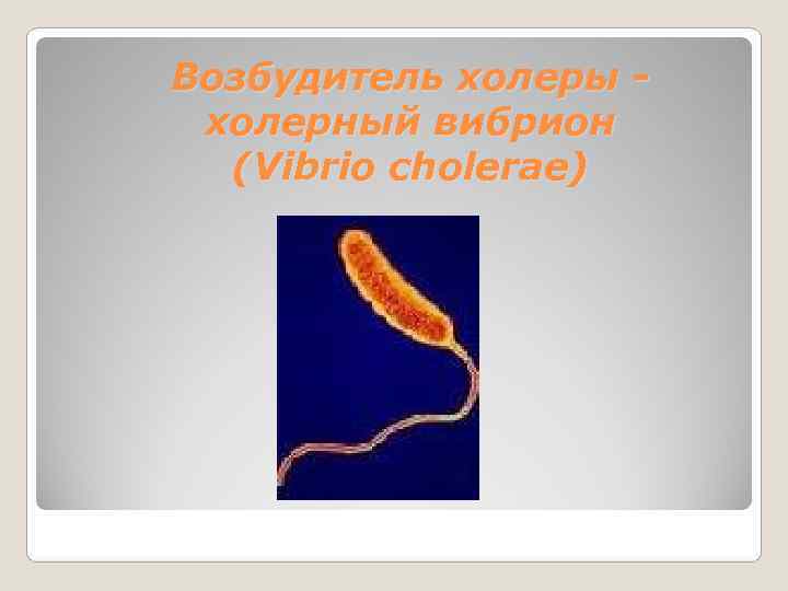 Возбудитель холеры - холерный вибрион  (Vibrio cholerae) 