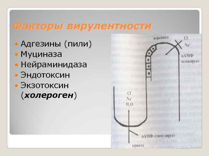 Факторы вирулентности  Адгезины (пили)  Муциназа  Нейраминидаза  Эндотоксин  Экзотоксин 